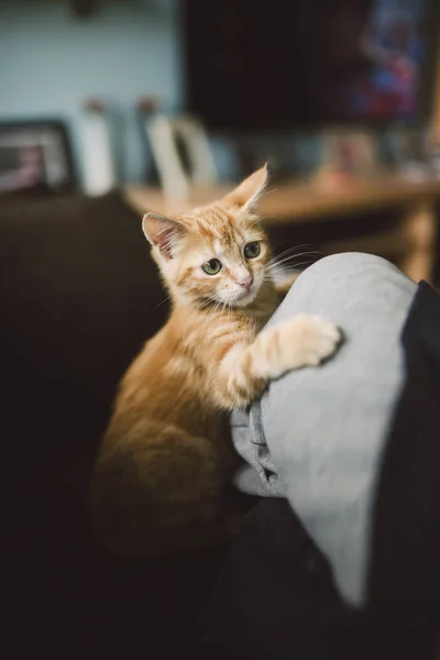 Close Ginger Cat Playing Owner Knee — Stock Photo, Image