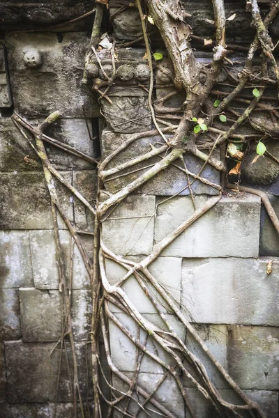 Camboja Angkor Templo Beng Mealea Close Raízes Que Sobressaem Pedras — Fotografia de Stock