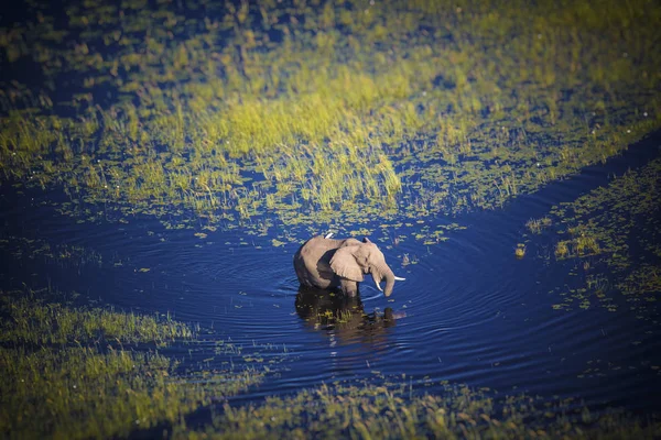 Botswana Elefante Caminando Río Okavango Alta Mar — Foto de Stock