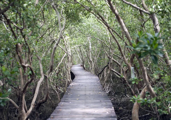 Camino de madera a través del bosque de manglares — Foto de Stock