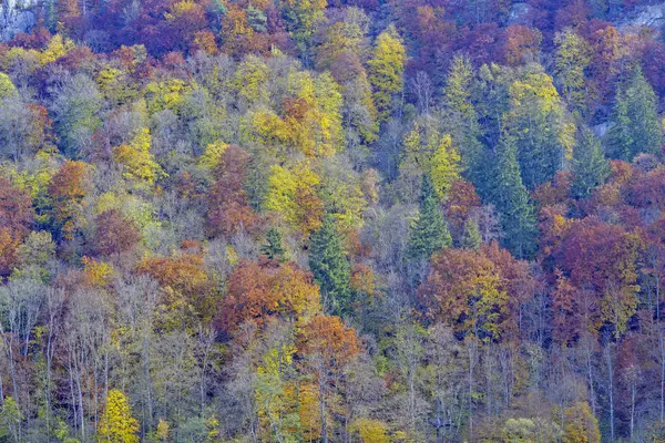 Barevné podzimní les — Stock fotografie