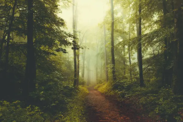Vista de Floresta em tempo nebuloso — Fotografia de Stock