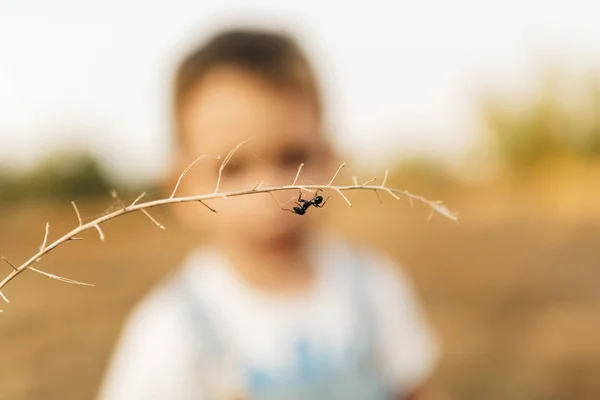 Close Ant Hanging Twig Little Boy Background — Stock Photo, Image