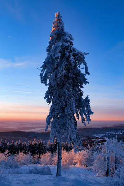 Germany Hesse Taunus Mountains Snow Covered Tree Morning Light — Stock Photo, Image