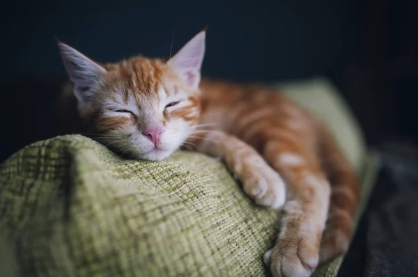 Gatinho Gengibre Relaxante Deitado Sofá — Fotografia de Stock