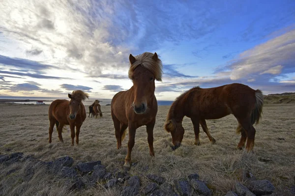 アイスランド アイスランドの馬が牧草地に放牧 — ストック写真