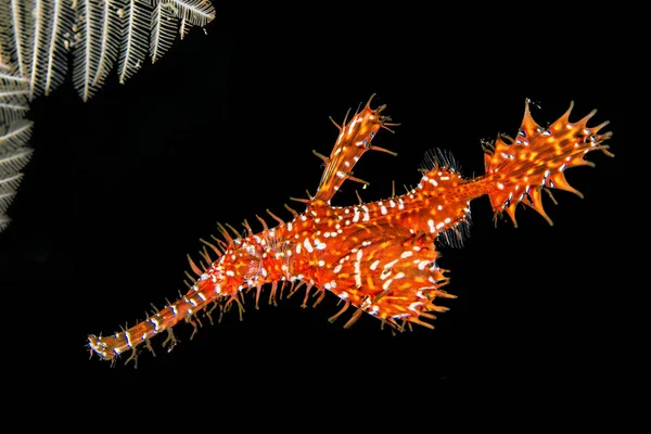 Bali Süslü Hayalet Pipefish Siyah Arka Plan Önünde — Stok fotoğraf