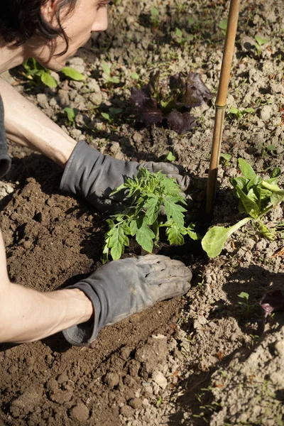 Les Mains Homme Plantant Tomate Dans Jardin — Photo