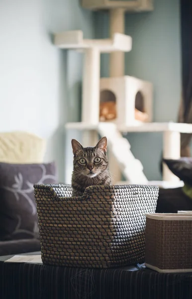 Erstaunt Gestromte Katze Sitzt Hause Korb — Stockfoto