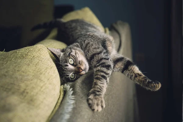 줄무늬 고양이 소파에 편안한 — 스톡 사진