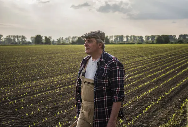 Farmer Field Daytime — Stock Photo, Image