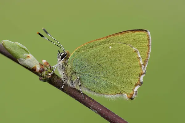 나뭇가지에 그린 hairstreak — 스톡 사진