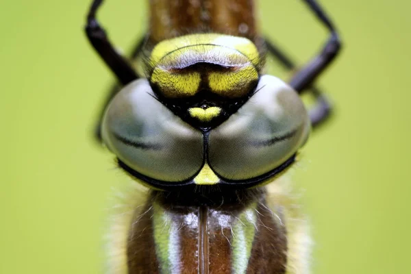 Augen der haarigen Libelle — Stockfoto