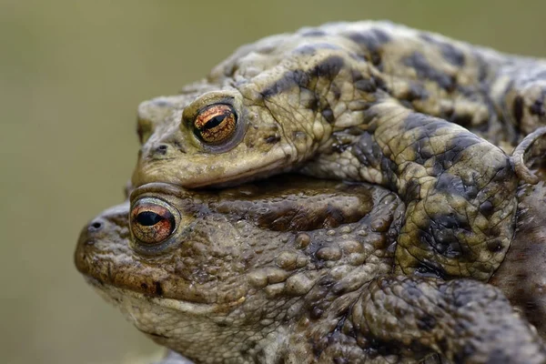 Two Common Toads Mating — Stock Photo, Image
