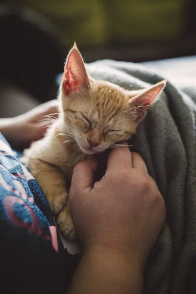 Vrouw Hand Strijkende Tabby Kitten — Stockfoto