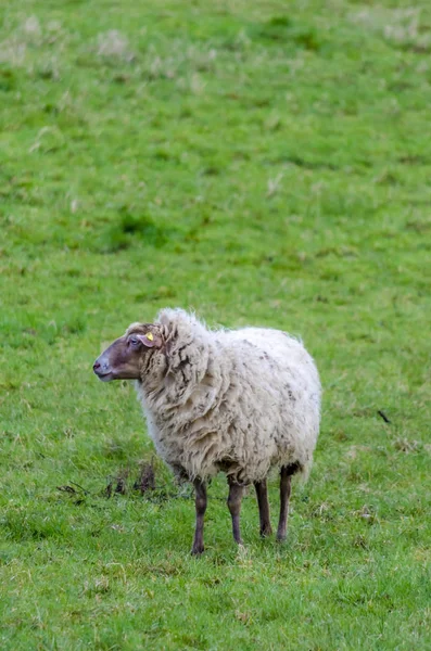 Schapen Een Weide Met Groen Gras Overdag — Stockfoto