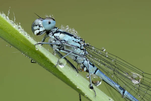 Nasses azurblaues Fräulein — Stockfoto