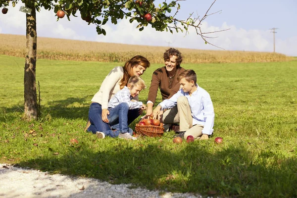 Family Harvesting Apples Rural Meadow — Stock Photo, Image