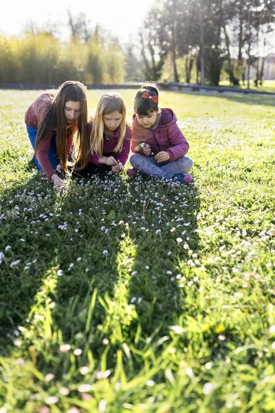 Elementary Idade Meninas Prado Verde Pegar Margaridas — Fotografia de Stock