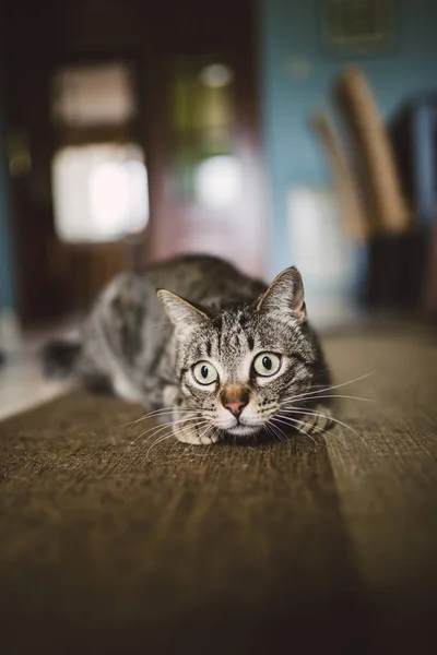 집에서 카펫에 웅크리고 고양이 주연의 — 스톡 사진