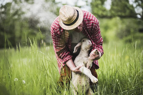 Shepherd Examining Lamb Pasture — Stock Photo, Image