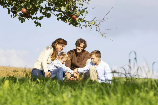 Raccolta Familiare Delle Mele Nei Prati Rurali — Foto Stock