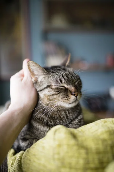 Human Hand Stroking Tabby Cat Lying Backrest Couch — Stock Photo, Image