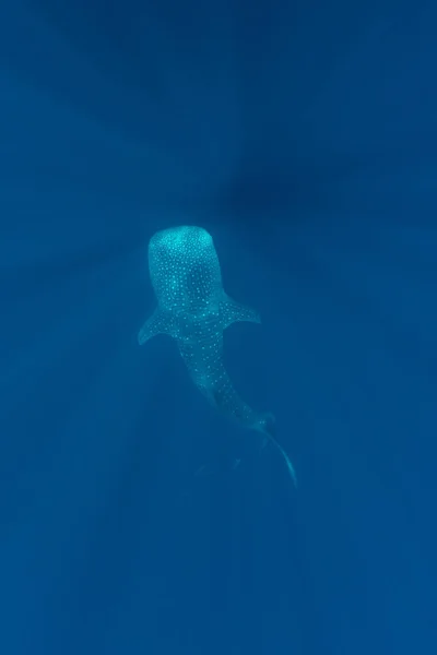 Indonesia Bahía Cenderawasih Tiburón Ballena Vista Elevada Rhincodon Typus —  Fotos de Stock