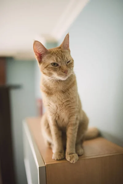 Porträt Einer Augenzwinkernden Tabby Katze Die Hause Auf Dem Schrank — Stockfoto