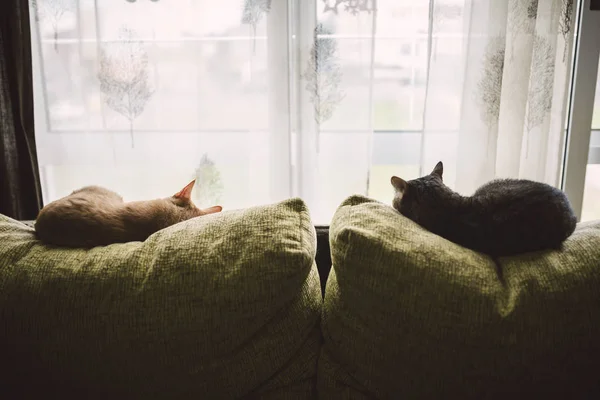 Visão Traseira Dois Gatos Dormindo Encosto Sofá Frente Uma Janela — Fotografia de Stock