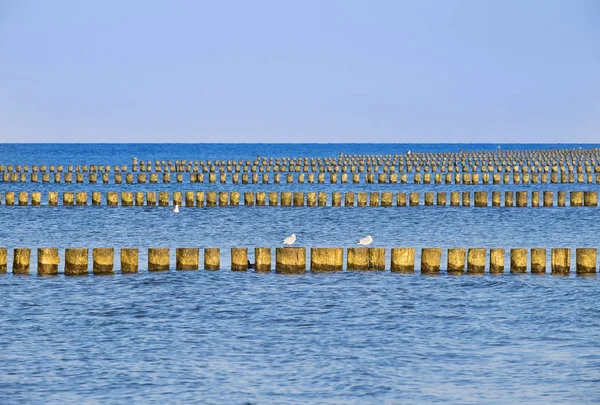 Aves da gaivota por quebra-mar — Fotografia de Stock