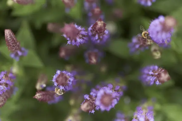 Две Пчелы Лавандовых Цветах — стоковое фото