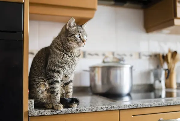 Планшетный Кот Сидящий Кухонной Столешнице — стоковое фото