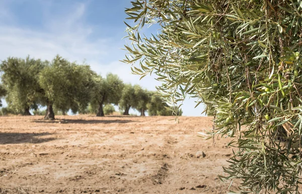 Spanje Ciudad Real Olijfboom Plantage — Stockfoto