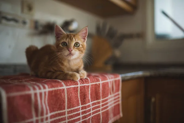 Котёнок Сидит Скатерти Кухне — стоковое фото