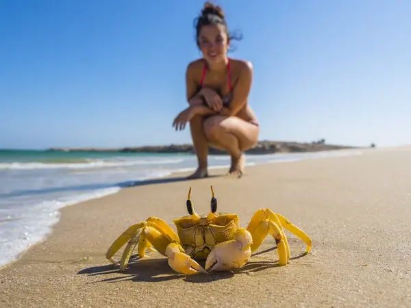 Oman Ash Shirayjah Daffah Gehoornde Ghost Krab Het Strand Met — Stockfoto