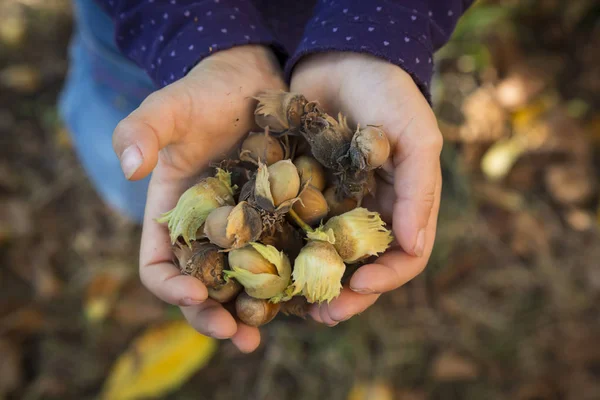 Geschälte Hände Eines Kleinen Mädchens Mit Haselnüssen — Stockfoto