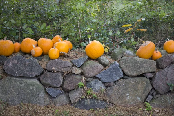 Ripe Orange Pumpkins Stone Wall — Stock Photo, Image