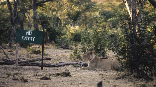 Botswana Chobe National Park Lioness Lying Next Entry Sign — Stock Photo, Image