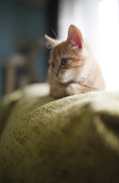 Battaniye Kanepede Oturan Zencefil Yavru Kedi — Stok fotoğraf