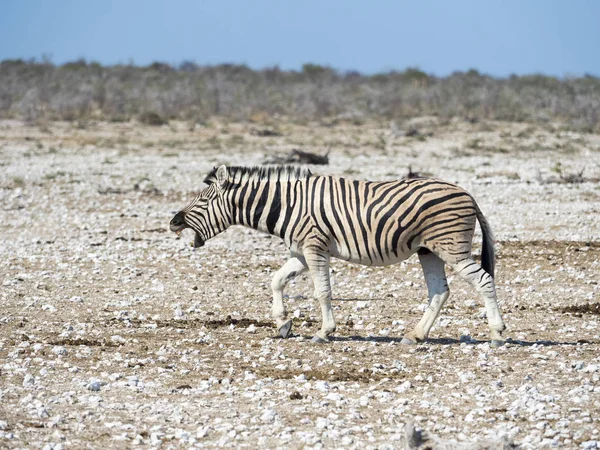 ナミビア エトーシャ国立公園 バーチェルサバンナシマウマ エクウス クアッガ Burchellii いななき — ストック写真