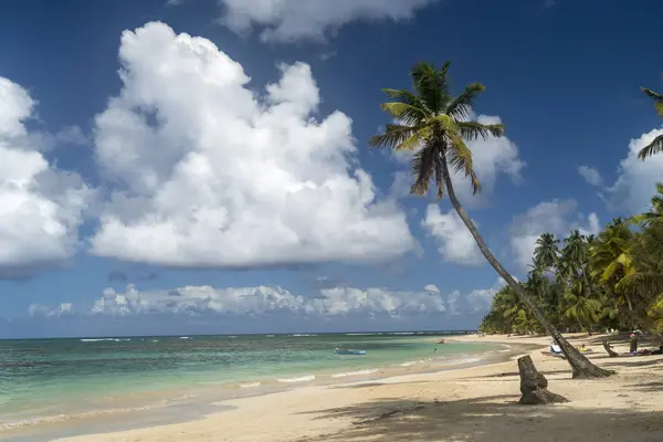 Den Dominikanske Republikk Peninsula Samana Beach Las Terrenas – stockfoto