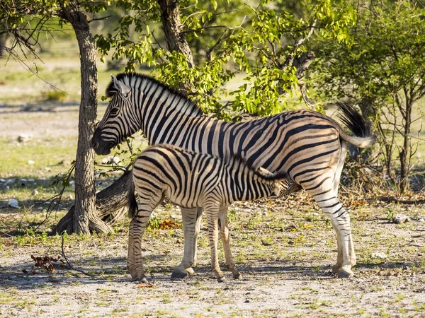 Namibia Outjo Ongava Wild Reservat Madre Cebra Burchell Con Potro — Foto de Stock