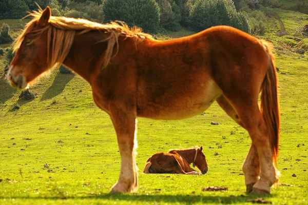 Espanha Astúrias Dois Cavalos Parque Natural Redes Gramado Verde Sol — Fotografia de Stock