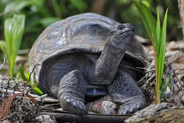 Tortuga Gigante Aldabra Tierra Aire Libre —  Fotos de Stock