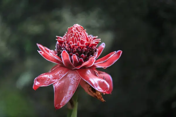 Seszele Mahe Mont Fleuri Ogród Botaniczny Kwiat Czerwony Imbiru Alpinia — Zdjęcie stockowe