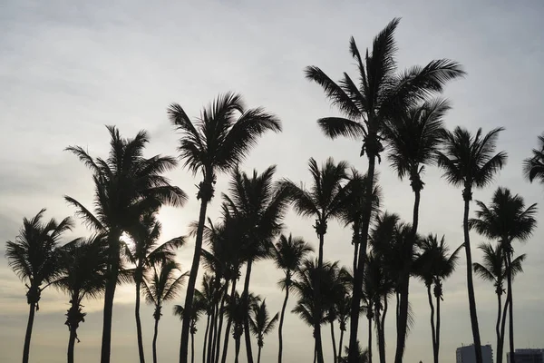 Palm Trees Silhouettes Front Evening Sky — Stock Photo, Image