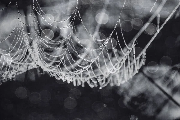 Wet Spider Net Closeup View Monochrome — Stock Photo, Image