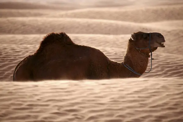 突尼斯 白天在沙漠中的单峰骆驼 — 图库照片