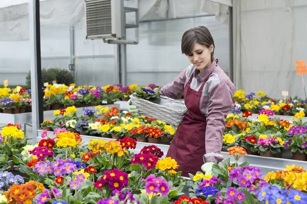 Gardener working in greenhouse — Stock Photo, Image